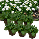 Bellis Habanera ‘White’ Plants (Set of 3 or 6)