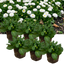 Set of 3 or 6 Garden Ready Plants – Bellis Habanera ‘White’, Ready to Plant in Your Garden