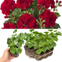 Geranium Sunflair Ruben Plants (Set of 3 or 6)