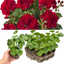Set of 3 or 6 Large Plants - Geranium Sunflair Ruben, Ready to Plant in Your Garden