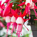 Set of 3 or 6 Large, Outdoor Garden Ready Plants - Fuchsia Bella Evita (Red & White)
