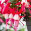 Set of 3 or 6 Large, Outdoor Garden Ready Plants - Fuchsia Bella Evita (Red & White)