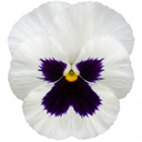 Pansy Cats Plus White Plants (Set of 3 or 6)