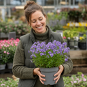 Nemesia Nuvo Blue 180 Plant (2L Pot)