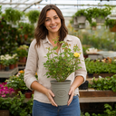 3Ltr Patio Rose Bush, Nursery Pots, Garden Ready