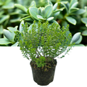 1 Large, Garden Ready Plant - Hebe Little Leaves Grey (Shrubby Veronica), 2L Pot