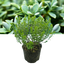 1 Large, Garden Ready Plant - Hebe Little Leaves Grey (Shrubby Veronica), 2L Pot