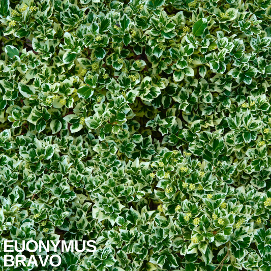 Spreading Euonymus 'Bravo' with green leaves broadly margined white and small lime flower buds