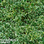 1 Large Plant - Euonymus Bravo, Ready to Plant in Your Garden, 2L Pot