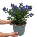 Ceanothus Yankee Point Plant (5L Pot)