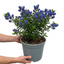 1 Ceanothus Yankee Point, 7.5 Litre Root Ball, Evergreen Californian Lilac, Blue Flowering Shrub