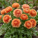 Ranunculus Vortex Orange Apricot Persian Buttercup Plants (Set of 3 or 6)