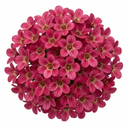 Saxifrage Marto Rose Hardy Alpine Evergreen Perennial Plants (Set of 3 or 6)