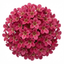 Set of 3 or 6 Saxifrage Marto Rose Hardy Alpine Evergreen Perennial Plants, Pink Rockery Ground Cover, Outdoor Garden Ready, 1 Litre Root-Ball