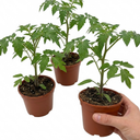 Tomato Ricola Fire & Lightning Plants (Set of 3 or 6)