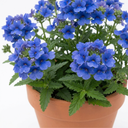 Nemesia Nuvo Blue 180 Plant (2L Pot)