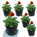 Calceolaria Calynopsis ‘Red Orange Bicolour’ Plants (Set of 3 or 6)