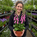 Digitalis Dalmatian Rose Plant (2L Pot)