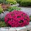 1 Large Plant - Dianthus Pink Celebration, Ready to Plant in Your Garden, 2L Pot