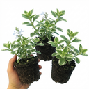 Plectranthus Coleoides / Swedish Ivy Plants (Set of 3 or 6)