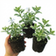 Set of 3 or 6 Large Plants - Plectranthus Coleoides / Swedish Ivy, Outdoor Garden Ready