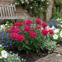 Verbena Trailing Magelana Hot Rose Plants (Set of 3 or 6)