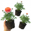 Ranunculus Vortex Orange Pink Persian Buttercup Plants (Set of 3 or 6)