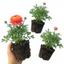 Set of 3 or 6 Ranunculus Vortex Orange Pink Persian Buttercup Plants, Hardy Perennial, Spring Flowering, Outdoor Garden Ready, 1 Litre Root-Ball