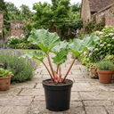 Rhubarb Victoria Plants