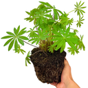 Lupin Legendary Rose Shades Plant (2L Pot)
