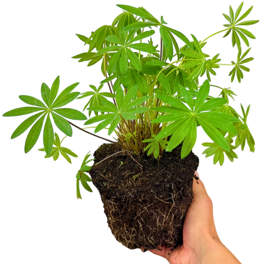 Lupin 'Legendary Rose Shades' – Hardy Perennial (2L Pot)