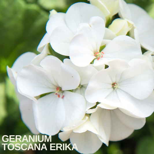 Close-up of a pure white zonal geranium flower head with pink-tipped stamens, caption text overlaid