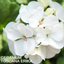 Set of 3 or 6 Large Plants - Geranium Toscana Erika, Ready to Plant in Your Garden
