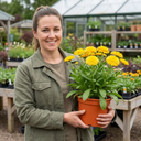 Calendula Fiesta Yellow Pot Marigold Plants