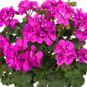 Pelargonium Toscana Dolce Vita Evi Blue Plants (Set of 3 or 6)