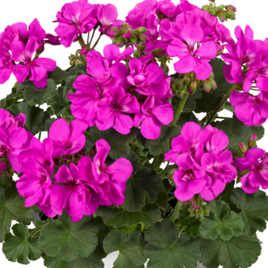Rounded head of vivid magenta-pink zonal geranium flowers above dark green scalloped leaves