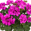 Set of 3 or 6 Large Plants - Pelargonium Toscana Dolce Vita Evi Blue, Ready to Plant