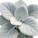 Senecio Angel Wings Plants
