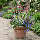 Lychnis Atrosanguinea ‘Rose Campion’ Hardy Cottage Garden Perennial Plants (Set of 3 or 6)