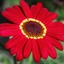 Set of 3 or 6 Large Plants - Argyranthemum Madeira Red, Outdoor Garden Ready