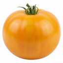 Tomato Golden Sunrise Variety Plants (Set of 3 or 6)