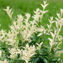 Euonymus Harlequin Plant