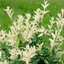 Euonymus Harlequin