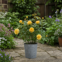 3Ltr Patio Rose Bush, Nursery Pots, Garden Ready