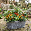 Tomato Growers Selection Variety Plants (Set of 3 or 6)