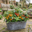 Set of 3 or 6 Large Plants - Tomato Growers Selection Variety, Outdoor Garden Ready, 10.5 cm