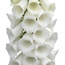 Digitalis Hanabee White Foxglove Plants