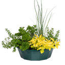 7 Fresh Culinary Herbs Plant