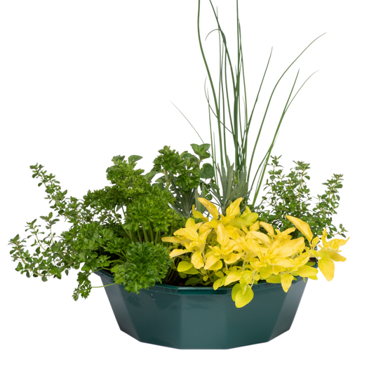 Herb Alfresco – Pre-Planted Herb Speedplanter (7 Plants)