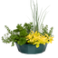 Herb Alfresco Mixed SpeedPlanter – 7 Fresh Culinary Herbs, Garden Ready